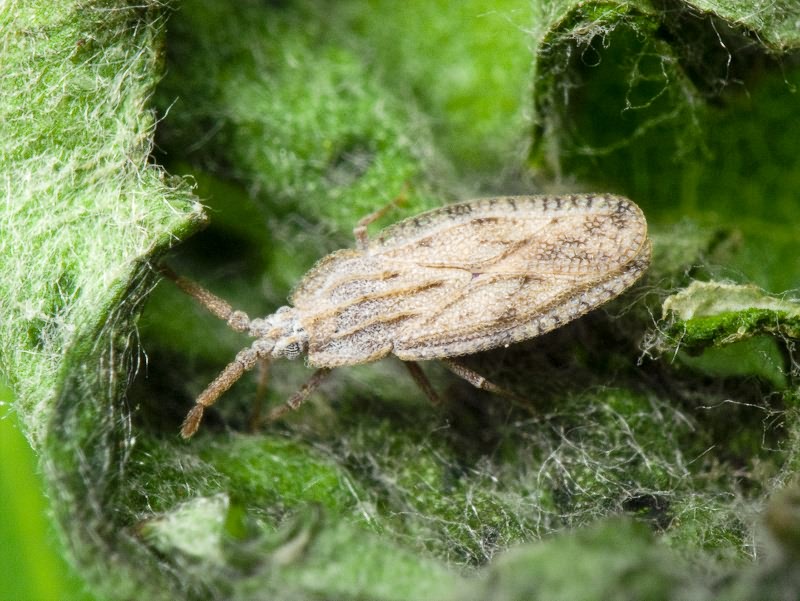 Tingis (Tingis) crispata (Herrich-Schäffer, 1838)